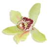 yellow orchid
